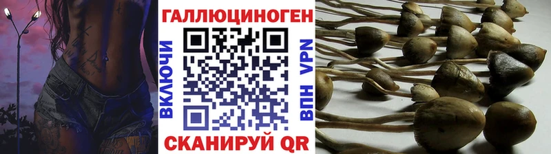 Псилоцибиновые грибы Psilocybine cubensis  Краснообск 